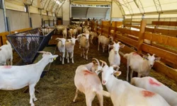 Afgan mülteci, tüm ahıra tecavüz etti