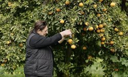 Asya turunçgil psillidine karşı biyolojik mücadele sürüyor