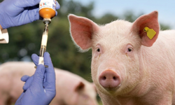 Güney Kıbrıs’ta şap hastalığı domuz çiftliklerine de sıçradı