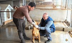 Gönyeli–Alayköy'de can dostlar güvende