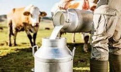 Süt bedelleri ödendi