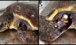 Kaplumbağaları Koruma Derneği : “Yuvalama sezonu öncesinde Kantara sahilinde önlem alın”