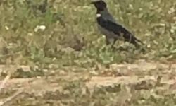 Kargayla mücadele başlamalı