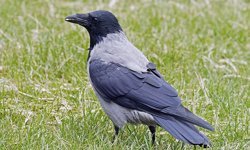 “Karga av için geç kalınıyor”