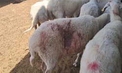 Başıboş köpekler için önlem şart