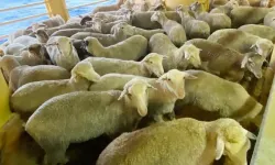 Güney Kıbrıs’ta iki yeni şap hastalığı vakası tespit edildi