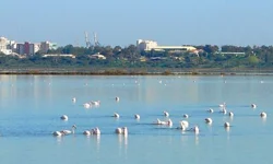 Larnaka Tuz Gölü ve Paralimni gölündeki kurşun elementi seviyesi yüksek