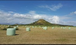 Hayvancı sano ve silaj yapımına başladı ama…