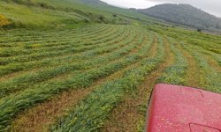 Hayvancılar, silaj ve sano yapımını hızlandırdı