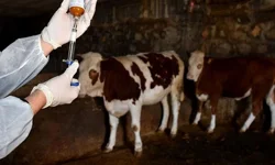 Hristodulidis: Nadir ırklarda da şap hastalığı görüldü