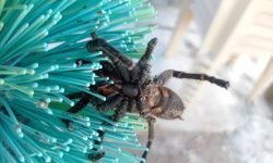 İlkbaharla uyanan böcek ve sürüngenlere dikkat