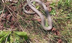 Sıcaklarla yılanlar cirit atmaya başladı