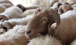 Kurban Bayramı bugün sona eriyor
