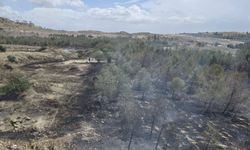Haspolat - Güngör ana yolunun batısındaki ormanlık alanda yangın