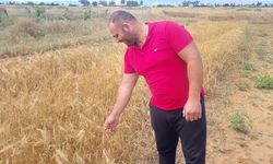 Mormenekşe'deki deneme parsellerinde 4 arpa ve 2 buğday çeşidi öne çıktı
