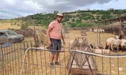 Mehmetçik’te başıboş köpek dehşeti