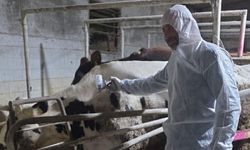 Hayvan itlaf çalışmaları tamamlandı ama hastalık hala var