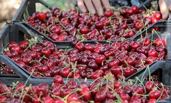 Meyvedeki uçurum fiyat farkının nedeni nedir?