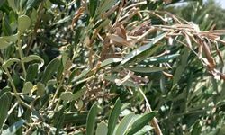 Zeytin ağaçlarını kemirenler ne?