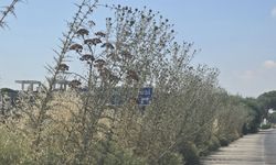 “Ağaçlar ve yabani otlar yolları tuttu”