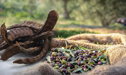 Güzelyurt'ta zeytin ve harup hasat tarihleri belirlendi