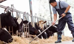 Güney Kıbrıs’ta hayvancılığın yeniden yapılandırılması için 12 yıllık program