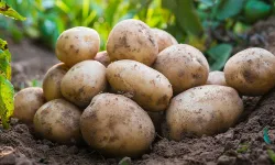 Rum tarım örgütlerinden patates üreticilerine su verilmesi talebi