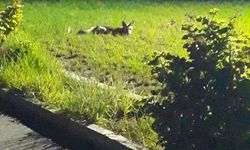 Büyükkonuklular, tilki ve köpeklerden el aman çekiyor