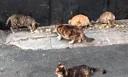 Hayvanlara karşı biraz daha duyarlı olmak gerek