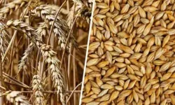 Zahire alımları 7 Eylül Pazartesi mesai bitimine kadar uzatıldı