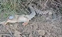 Vatandaş gözlerine inanamadı
