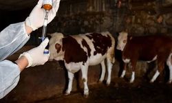 Güney Kıbrıs’ta yaklaşık 3 bin hayvan daha itlaf ediliyor