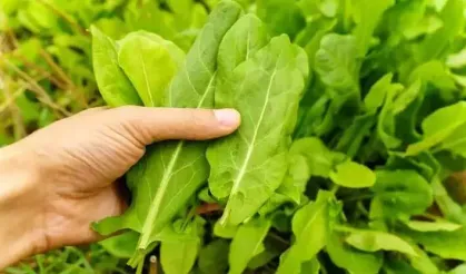 Doğadaki en güçlü mikrop öldürücü!