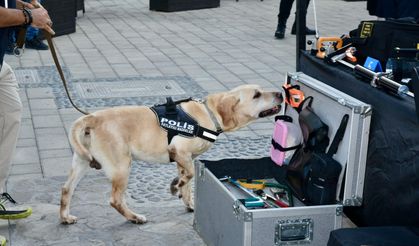 Dedektör köpek “Lokum” uyuşturucuyu buldu