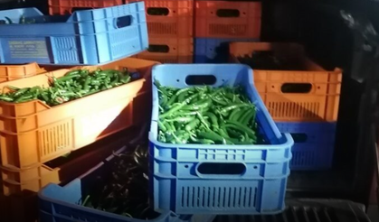 Biberlerle Güney Kıbrıs'a kaçak geçmeye çalışan Kıbrıslı Türk yakalandı