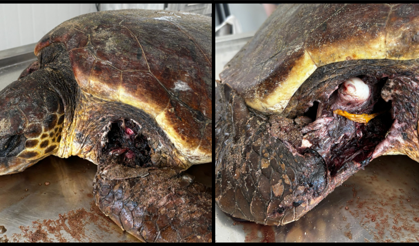 Kaplumbağaları Koruma Derneği : “Yuvalama sezonu öncesinde Kantara sahilinde önlem alın”