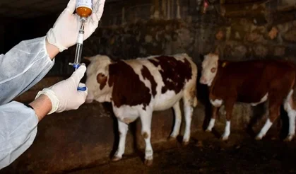 Hristodulidis: Nadir ırklarda da şap hastalığı görüldü