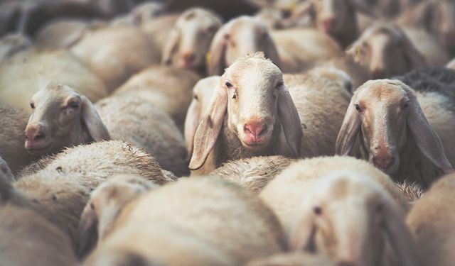 DÜÇ kasaplık hayvan satışı yapacak