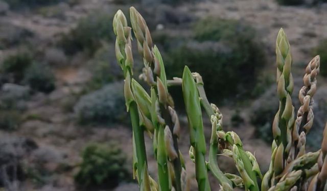 Tarım Bakanlığı, tüketilebilir yabani ot toplayanları uyardı