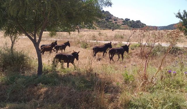 Karpaz bölgesi çitfçileri, eşekler için acil çözüm istiyor