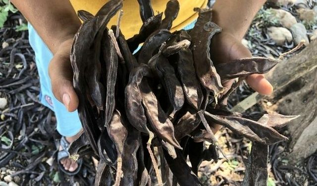 Girne için harnup toplama tarihi 17 Ağustos