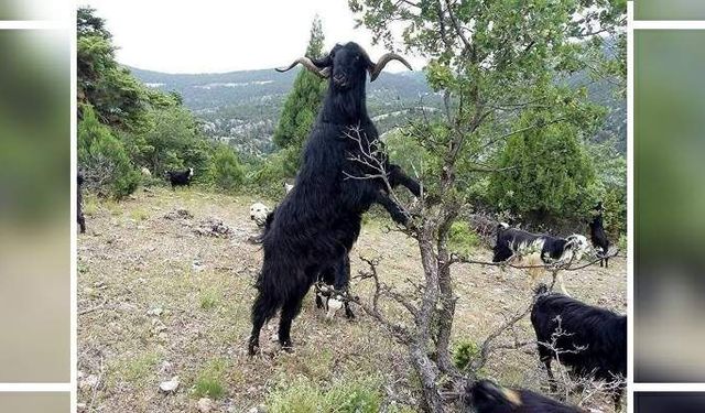 Devlet Üretme Çiftliği oğlak keçi ve tekke satışı yapacak