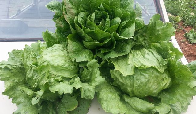 “Böyle şah kurnazlığı olamaz”