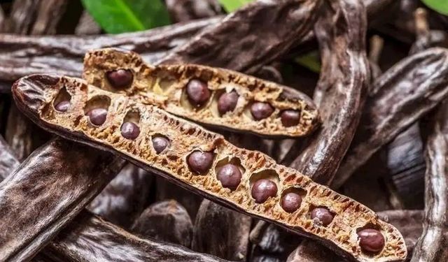 Binboğa, harnup taban alım fiyatını 22 tl/kg olarak belirledi