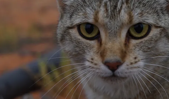 Yeni Zelanda 2050’ye kadar yabani kedileri öldürecek