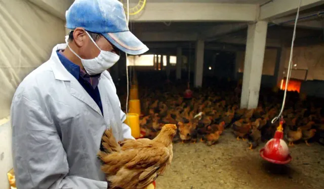 Fransız sağlık yetkilileri: Kuş gribi COVID'den daha kötü bir pandemi riski taşıyor