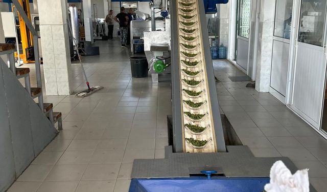 Zeytincilerin morali bozuk