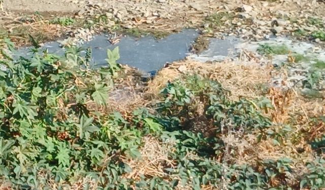 Lefke Çevre ve Ekoloji Derneği Gemikonağı Deresi ile ilgili açıklama yaptı