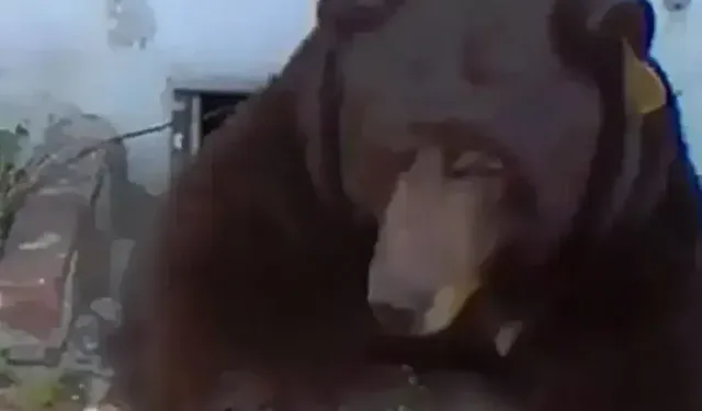 200 kiloluk siyah ayıyı haftalardır evinden çıkaramıyor