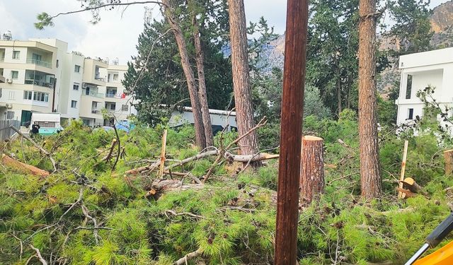Boğazköy’de ağaç katliamı
